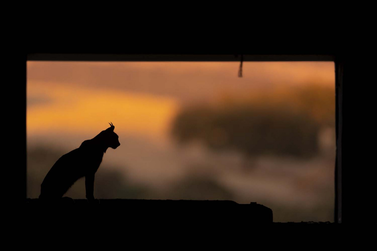 Ricardo Lourenço (PT) | Besuch im Schafstall | Visit to the sheepfold