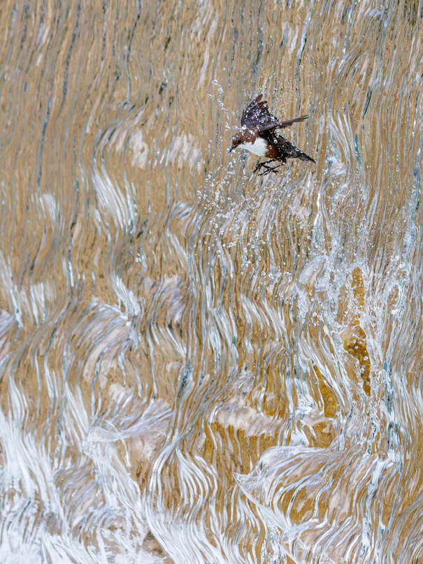 Gesamtsieger und 1. Platz: Konrad Wothe (DE) | Wasseramsel fliegt durch Wasserfall | Dipper flying through waterfall 