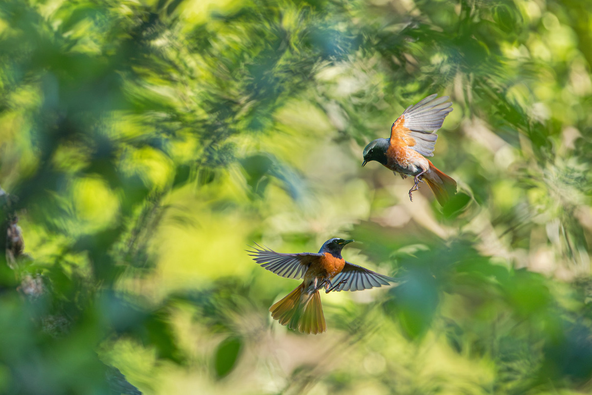 2. Platz: Christian Höfs (DE) | Gartenrotschwänze in Streuobstwiese | Common redstarts in meadow orchard