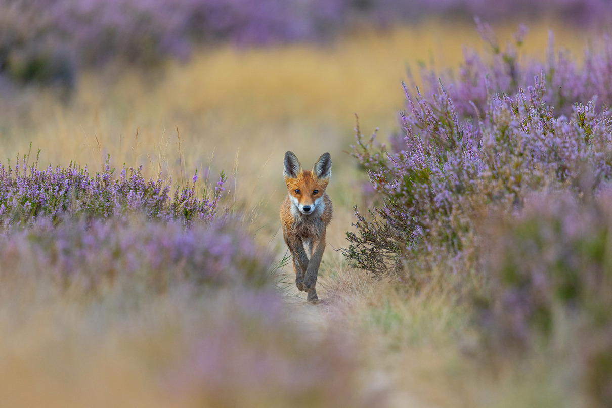 4. Platz: Angelika Krikava (DE) | Heidefuchs | Red fox in heathland