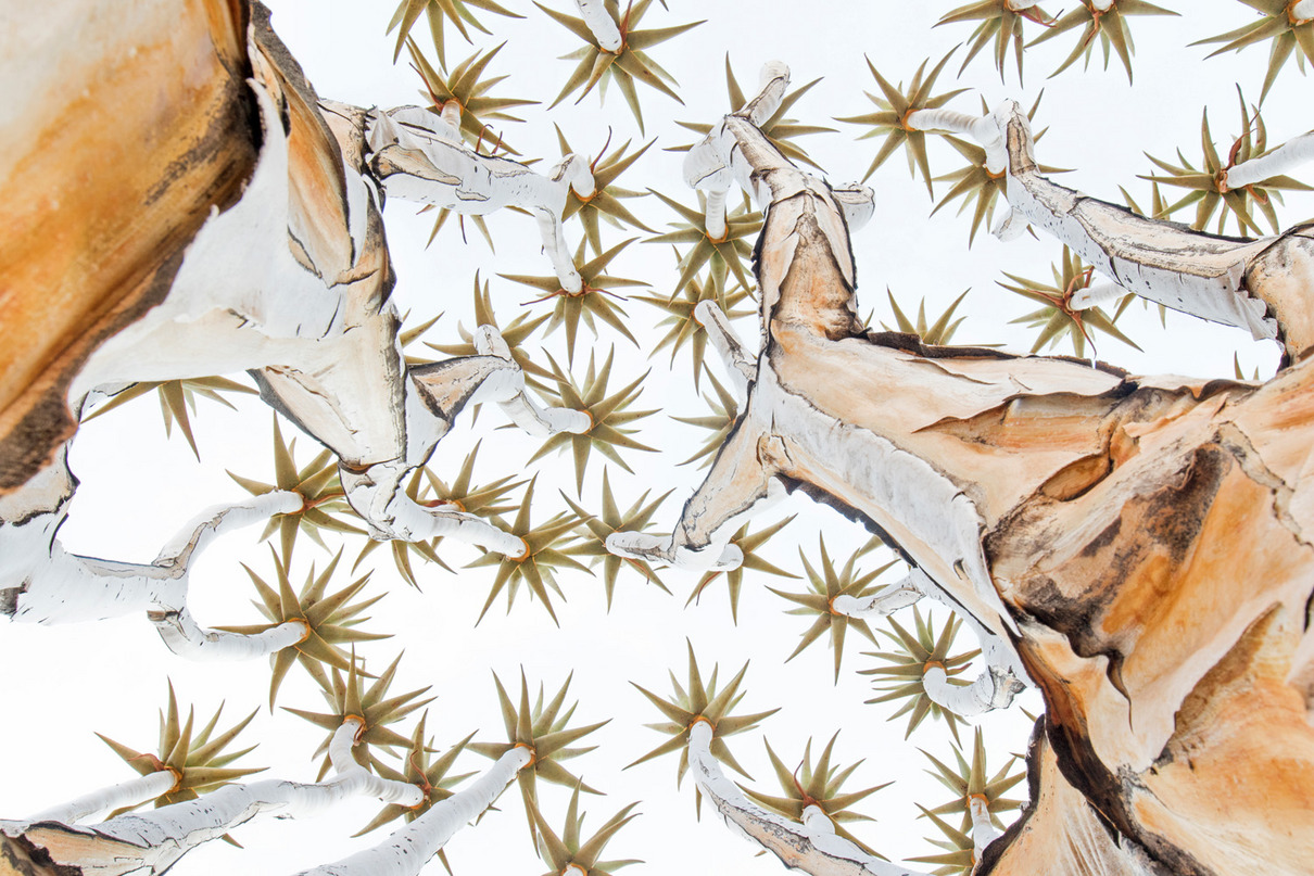 1. Platz: Paul Kornacker (DE) | Sternenhimmel | Stars above