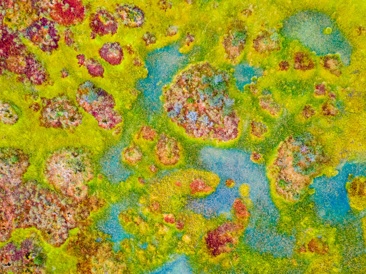 9. Platz: Christopher Meyer (DE) | Bulten und Schlenken  | Hummocks and hollows 