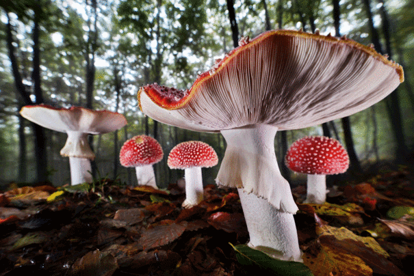 Agorastos Papatsanis