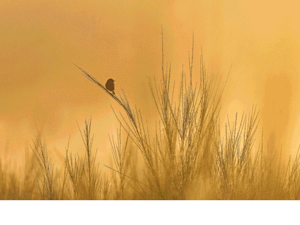 Seminar: Kreative Naturfotografie