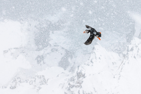 Tobias Gjerde | Norwegischer Winter 9