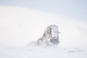 Tobias Gjerde | Norwegischer Winter 2