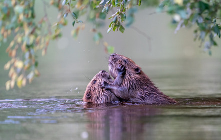 Per Gätzschmann (NO) | Biberfrühling | Beavers in spring