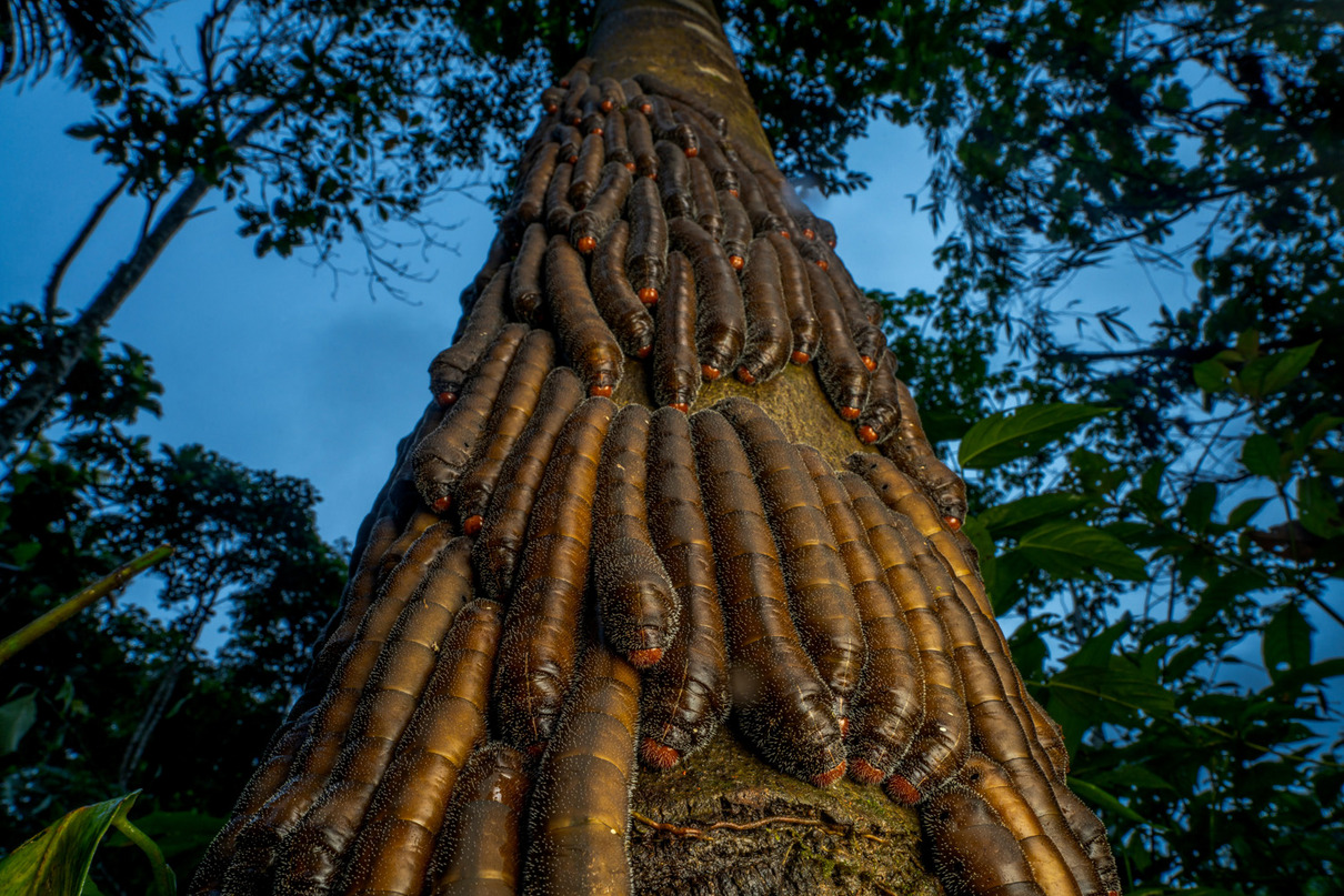 Javier Aznar  (ES) | Raupenparade | Caterpillar parade