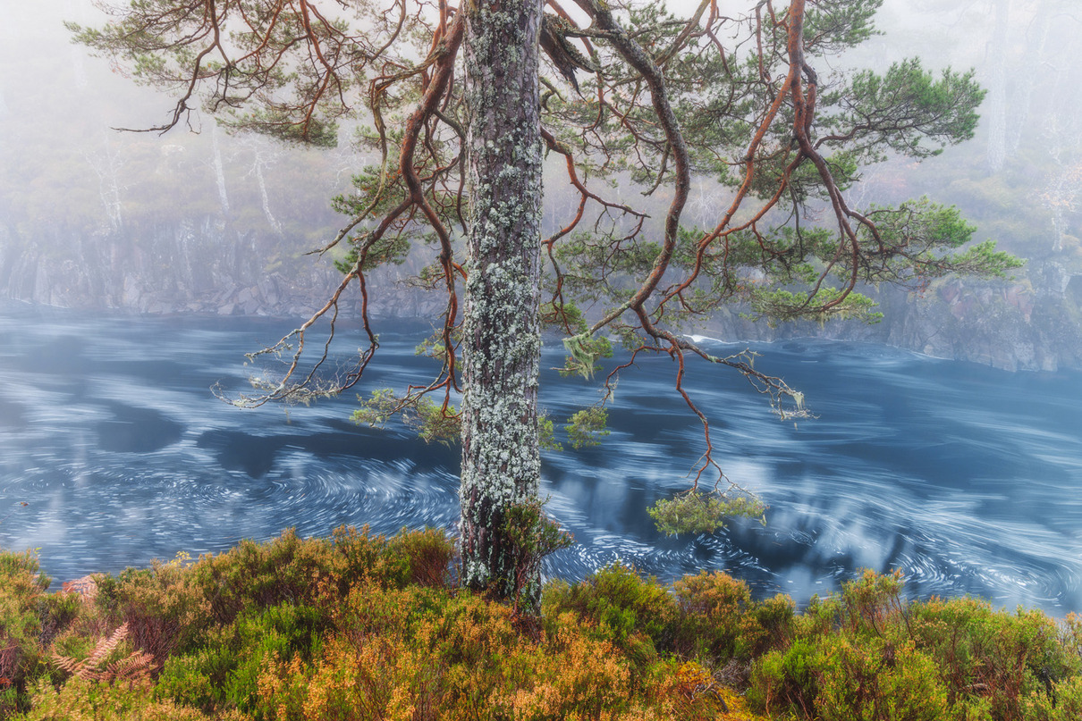 Fortunato Gatto (GB) | Schottische Ikone | Scottish icon