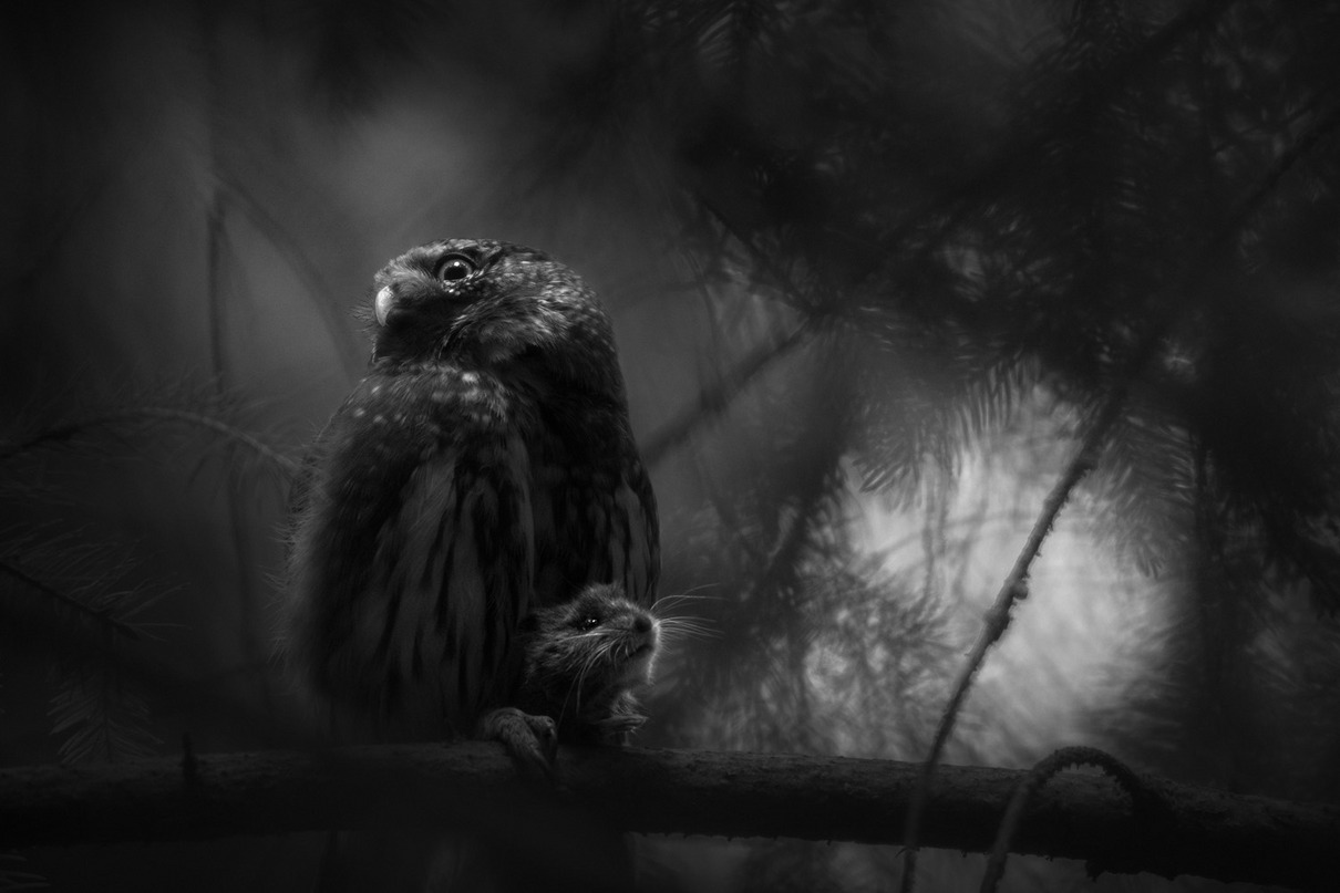Gesamtsieger / Overall winner: Luca Lorenz (DE) | Stille Verzweiflung | Silent despair