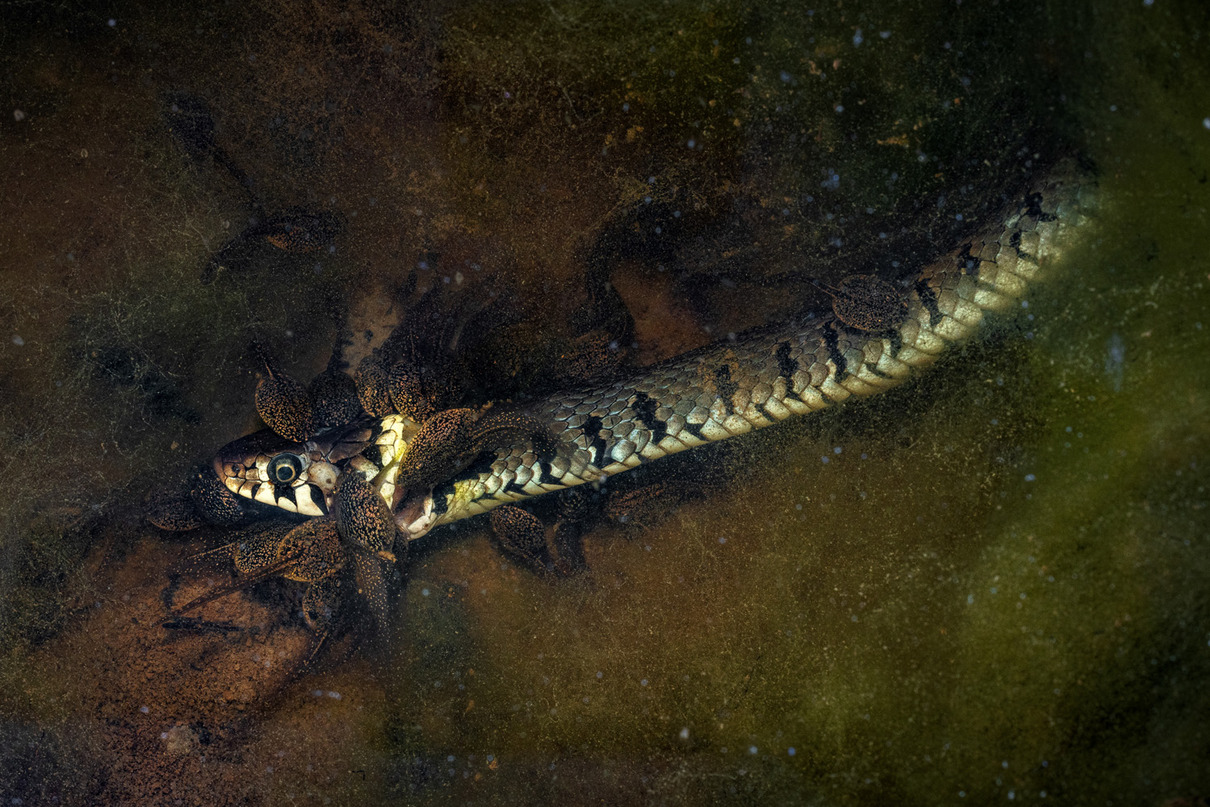 2. Platz / Runner up: Jonathan Fieber (DE) | Rollentausch | Role reversal