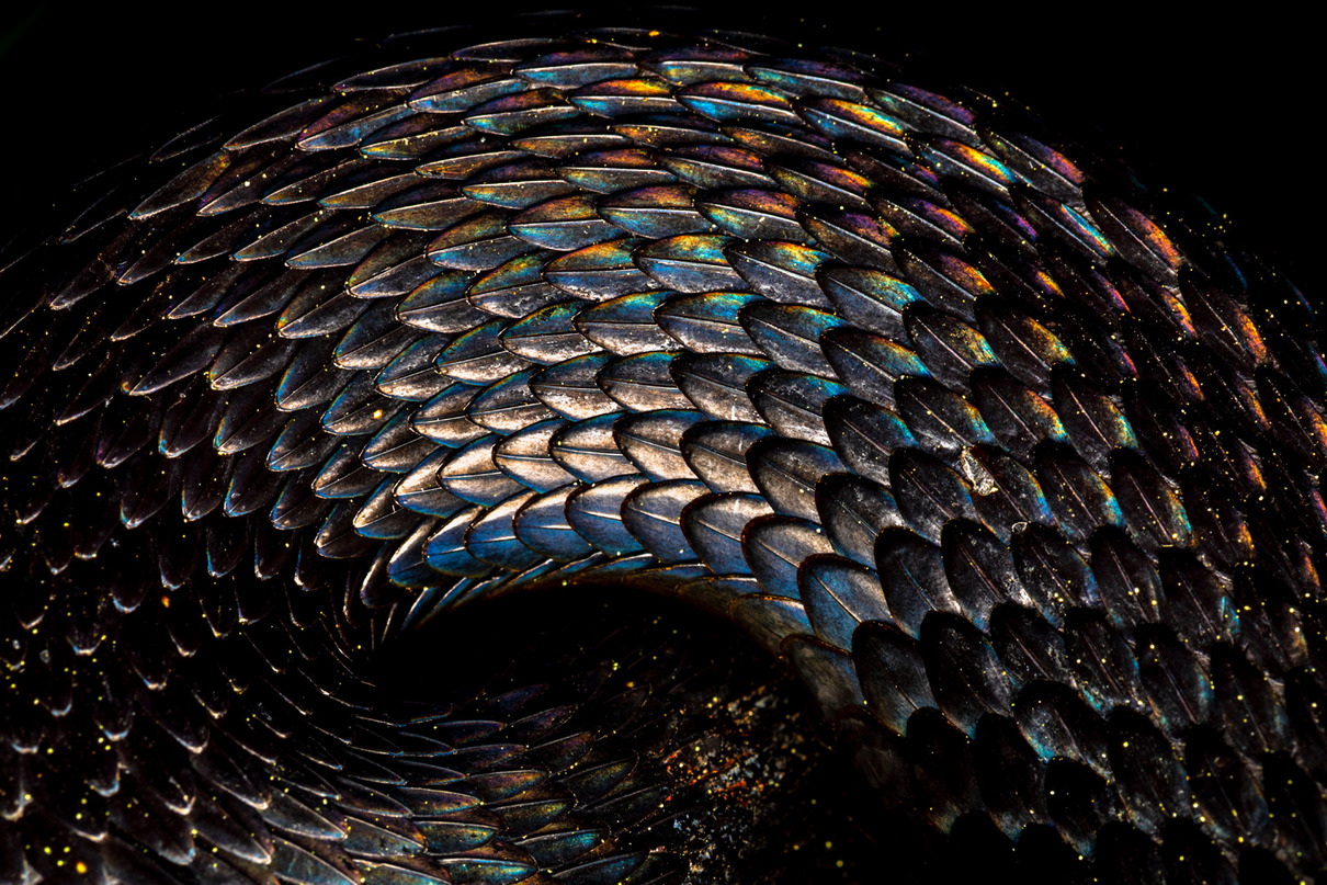 Bernhard Schubert (AT) | Schuppenspektrum | Spectrum of scales