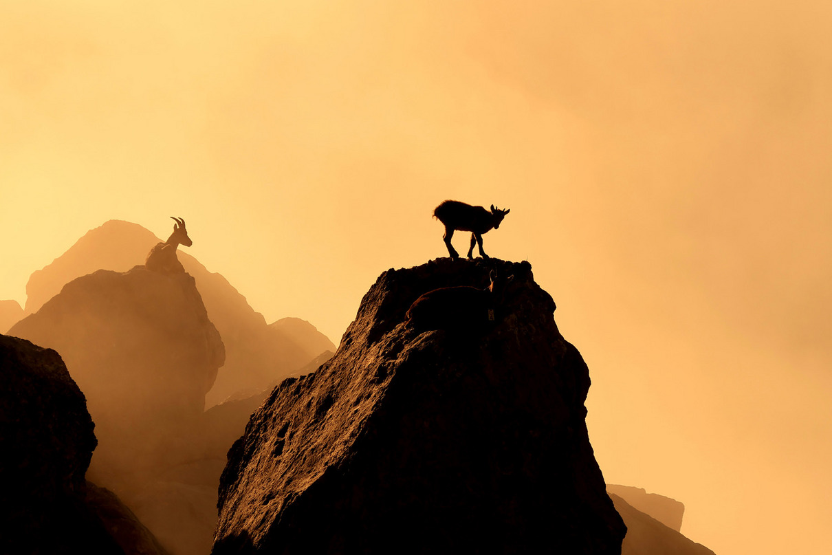 Sieger / Winner: Lubin Godin (FR) | Im Morgengrauen | At dawn