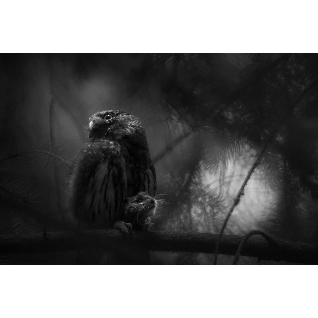 Gesamtsieger | Overall Winner 2025: Luca Lorenz (DE) | Stille Verzweiflung | Silent despair