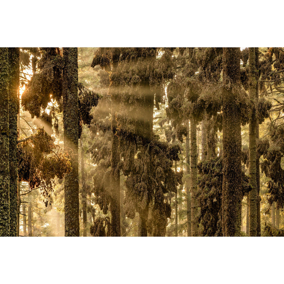 Gesamtsieger | Overall Winner 2024: Jaime Rojo (ES) | Im Wald der Monarchen | In the forest of the Monarchs